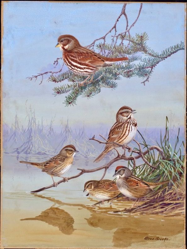 Fox Sparrow, Song Sparrow, Lincoln's Sparrow, Swamp Sparrow by Brooks, Allan, 1869-1946 is available through Public Domain. Digital Library of America.